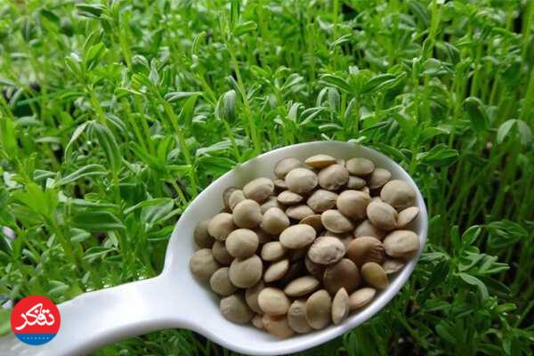 آغاز برداشت بهاره عدس از مزارع شرق مازندران