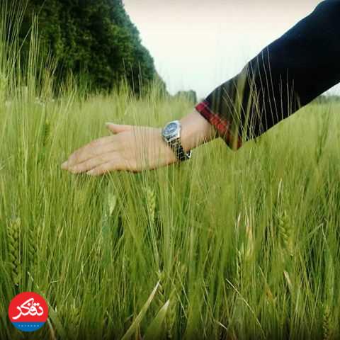 خبر خوش برای گندم‌کاران؛ فردا باران می‌آید