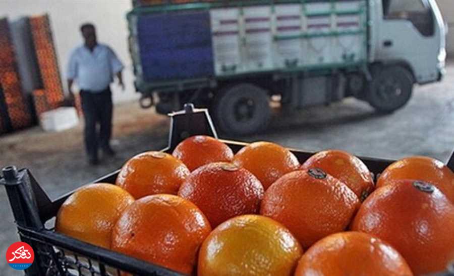 برداشت و رنگ‌آمیزی مرکبات نارس تهدیدی برای سلامت است
