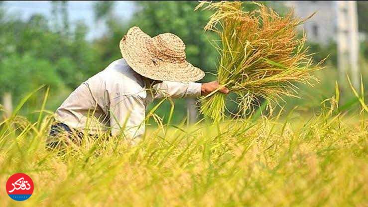 قیمت‌گذاری برنج با محاسبه نرخ تورّم باشد