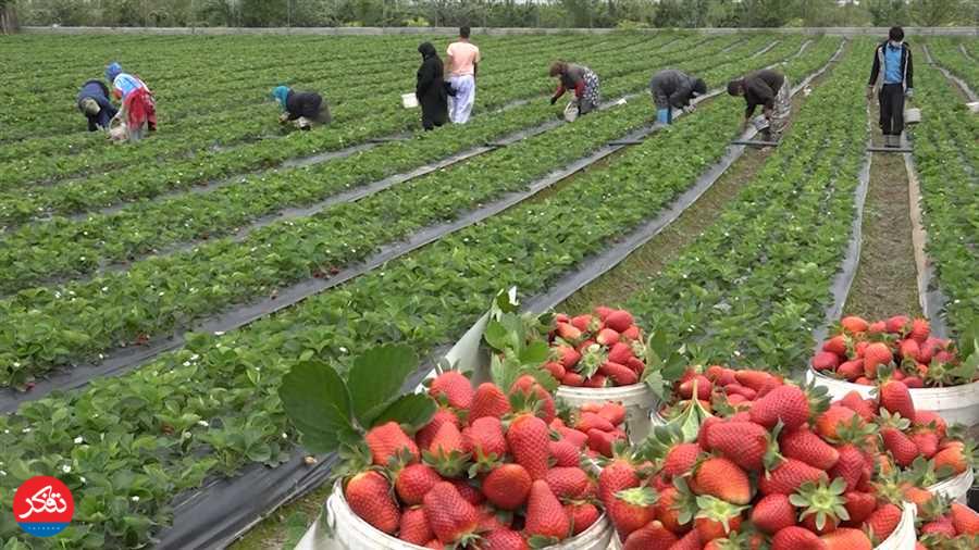 تولید 16 هزار تن توت‌فرنگی در مازندران