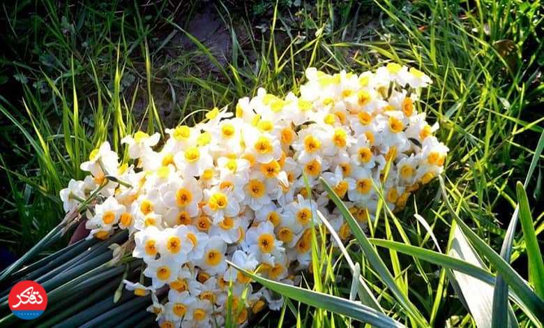 هفتمین جشنواره گل نرگس در روستای کردکلای جویبار 